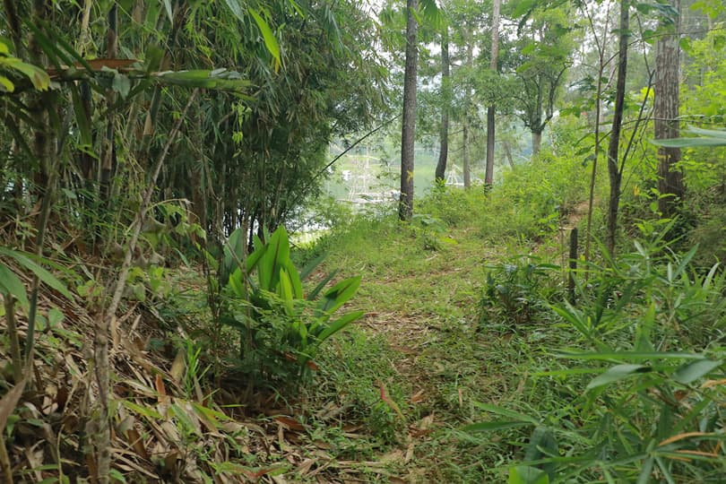 Hutan Pinus