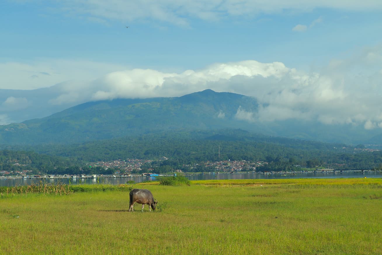 Sapi Bunut