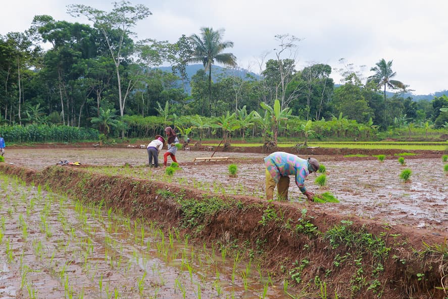 Sawah