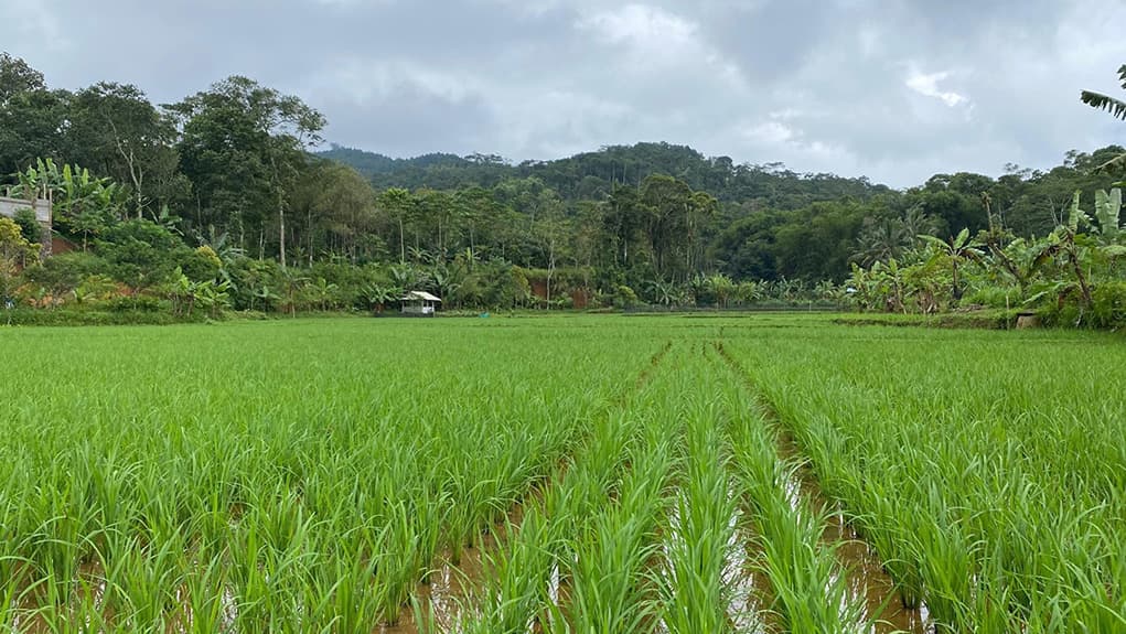 wisata image
